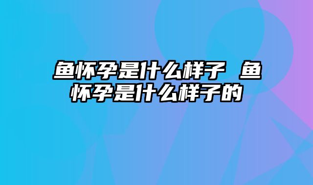 鱼怀孕是什么样子 鱼怀孕是什么样子的