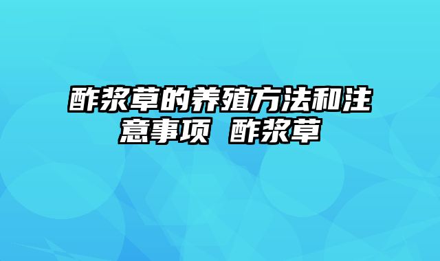 酢浆草的养殖方法和注意事项 酢浆草