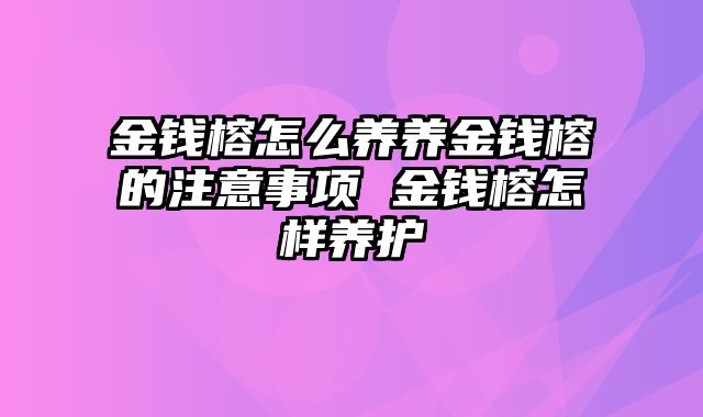 金钱榕怎么养养金钱榕的注意事项 金钱榕怎样养护