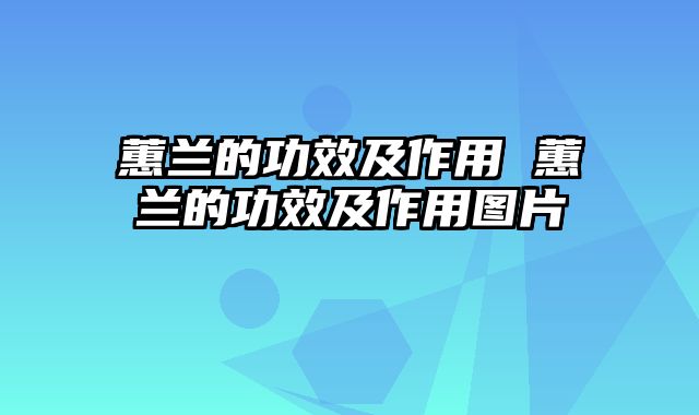 蕙兰的功效及作用 蕙兰的功效及作用图片