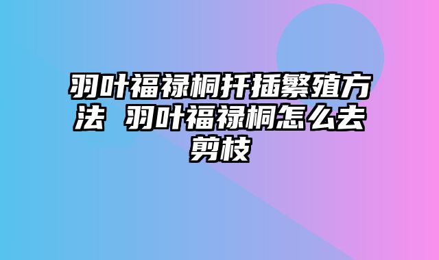 羽叶福禄桐扦插繁殖方法 羽叶福禄桐怎么去剪枝