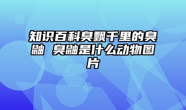 知识百科臭飘千里的臭鼬 臭鼬是什么动物图片