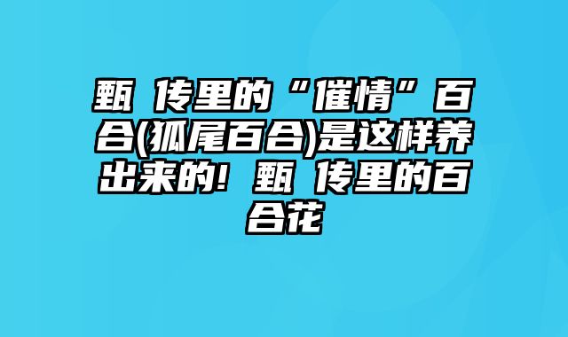 甄嬛传里的“催情”百合(狐尾百合)是这样养出来的! 甄嬛传里的百合花