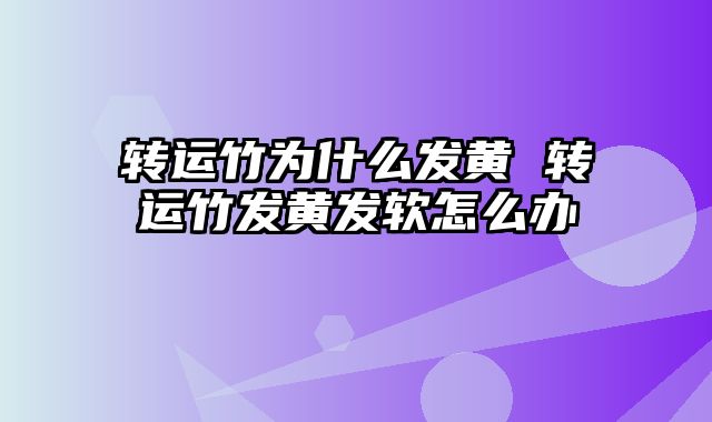 转运竹为什么发黄 转运竹发黄发软怎么办