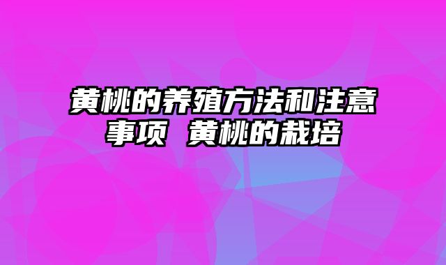 黄桃的养殖方法和注意事项 黄桃的栽培