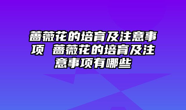 蔷薇花的培育及注意事项 蔷薇花的培育及注意事项有哪些