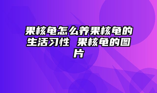 果核龟怎么养果核龟的生活习性 果核龟的图片