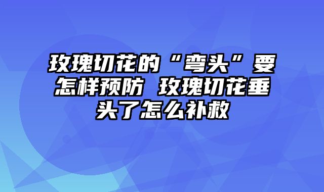 玫瑰切花的“弯头”要怎样预防 玫瑰切花垂头了怎么补救