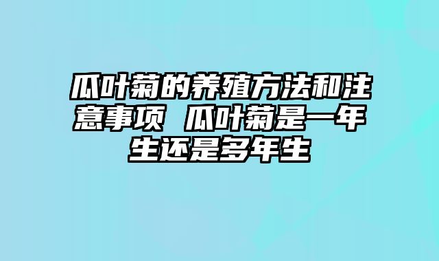 瓜叶菊的养殖方法和注意事项 瓜叶菊是一年生还是多年生