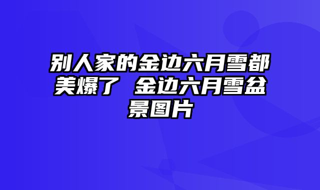 别人家的金边六月雪都美爆了 金边六月雪盆景图片