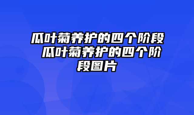 瓜叶菊养护的四个阶段 瓜叶菊养护的四个阶段图片