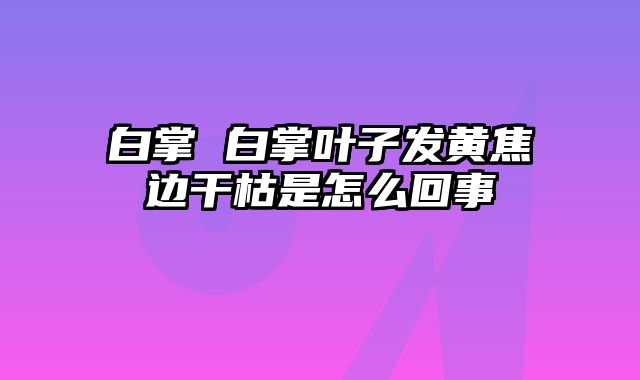 白掌 白掌叶子发黄焦边干枯是怎么回事