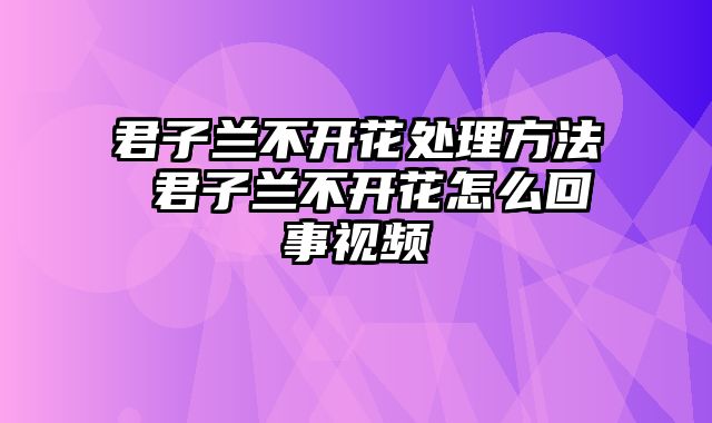 君子兰不开花处理方法 君子兰不开花怎么回事视频