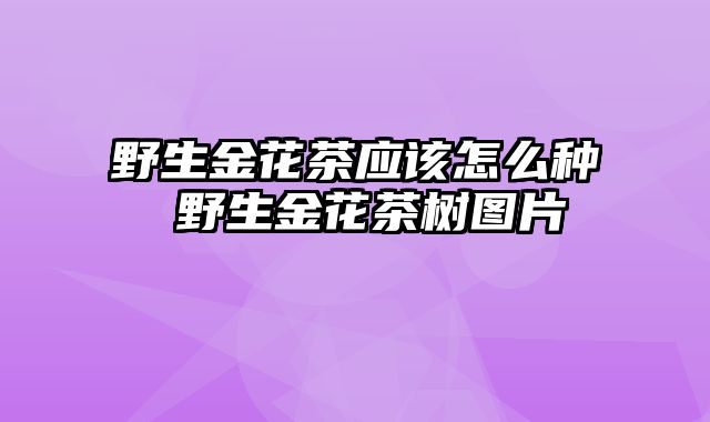 野生金花茶应该怎么种 野生金花茶树图片