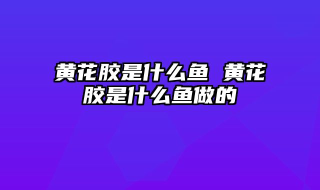 黄花胶是什么鱼 黄花胶是什么鱼做的