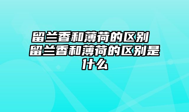 留兰香和薄荷的区别 留兰香和薄荷的区别是什么