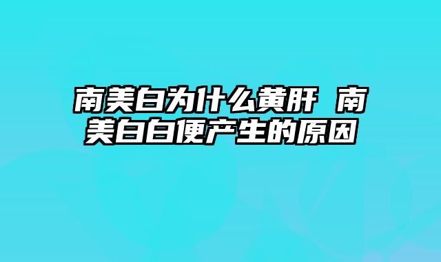 南美白为什么黄肝 南美白白便产生的原因