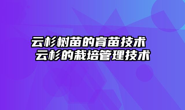 云杉树苗的育苗技术 云杉的栽培管理技术