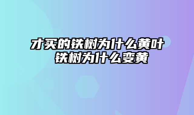 才买的铁树为什么黄叶 铁树为什么变黄