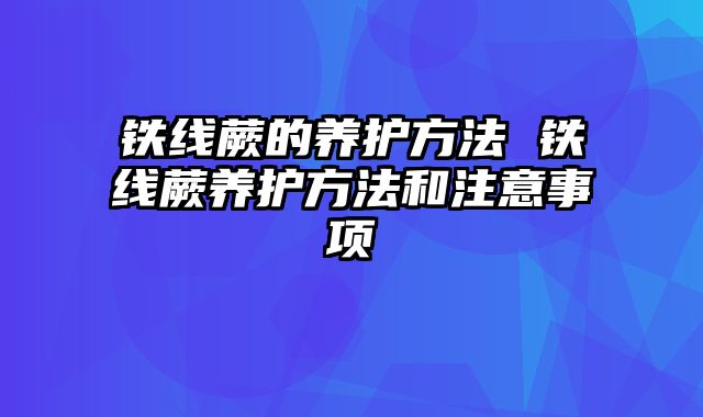 铁线蕨的养护方法 铁线蕨养护方法和注意事项