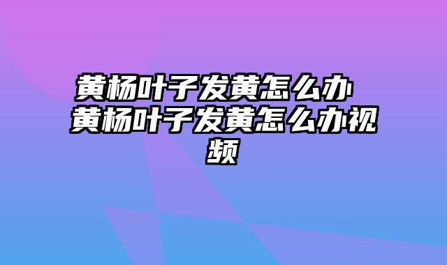 黄杨叶子发黄怎么办 黄杨叶子发黄怎么办视频