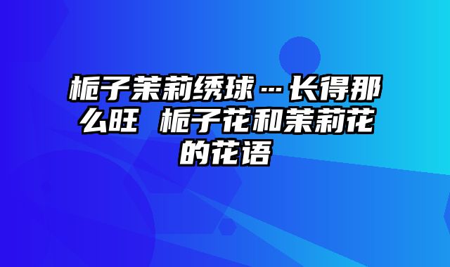 栀子茉莉绣球…长得那么旺 栀子花和茉莉花的花语