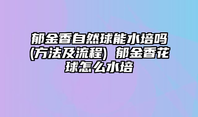 郁金香自然球能水培吗(方法及流程) 郁金香花球怎么水培