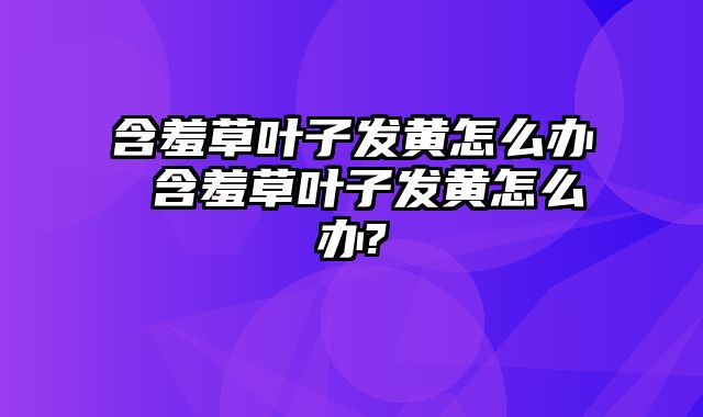 含羞草叶子发黄怎么办 含羞草叶子发黄怎么办?