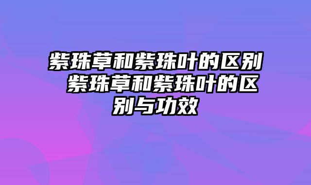 紫珠草和紫珠叶的区别 紫珠草和紫珠叶的区别与功效