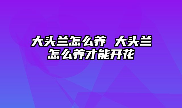 大头兰怎么养 大头兰怎么养才能开花