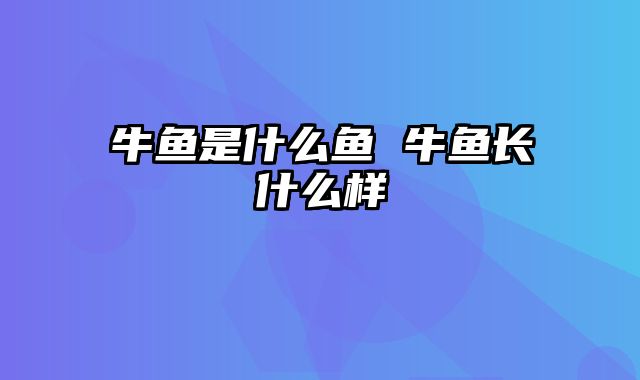 牛鱼是什么鱼 牛鱼长什么样