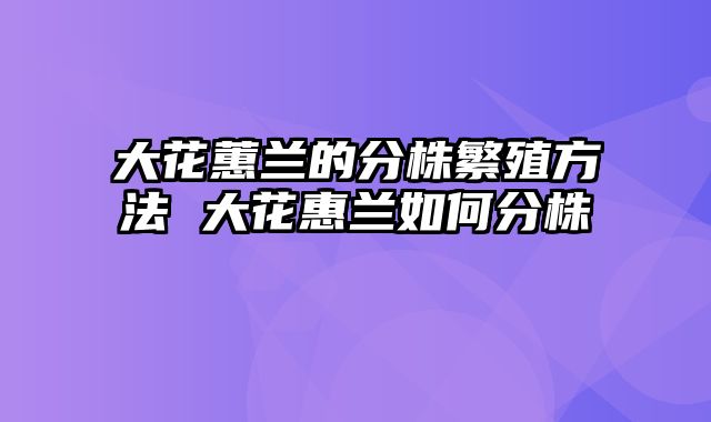 大花蕙兰的分株繁殖方法 大花惠兰如何分株