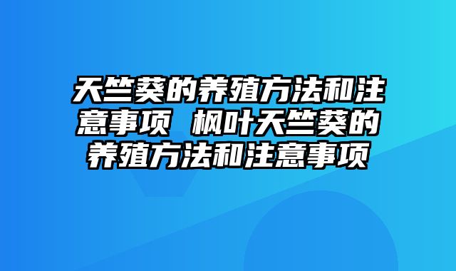 天竺葵的养殖方法和注意事项 枫叶天竺葵的养殖方法和注意事项