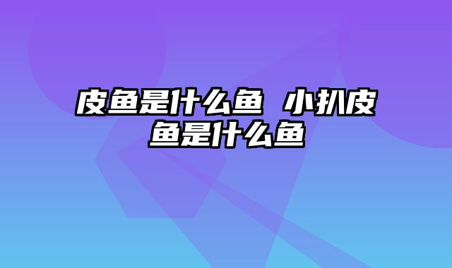 皮鱼是什么鱼 小扒皮鱼是什么鱼