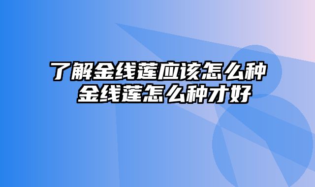 了解金线莲应该怎么种 金线莲怎么种才好