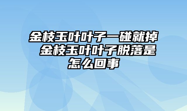 金枝玉叶叶子一碰就掉 金枝玉叶叶子脱落是怎么回事