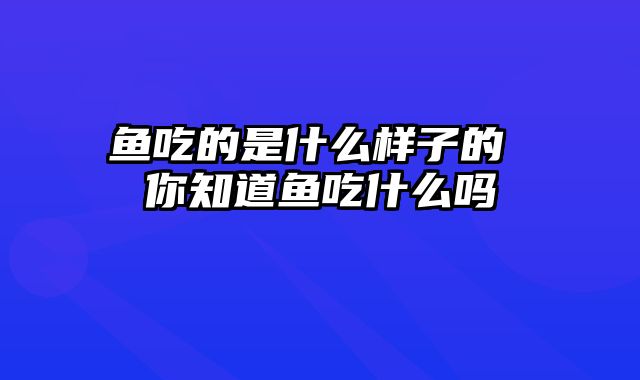 鱼吃的是什么样子的 你知道鱼吃什么吗