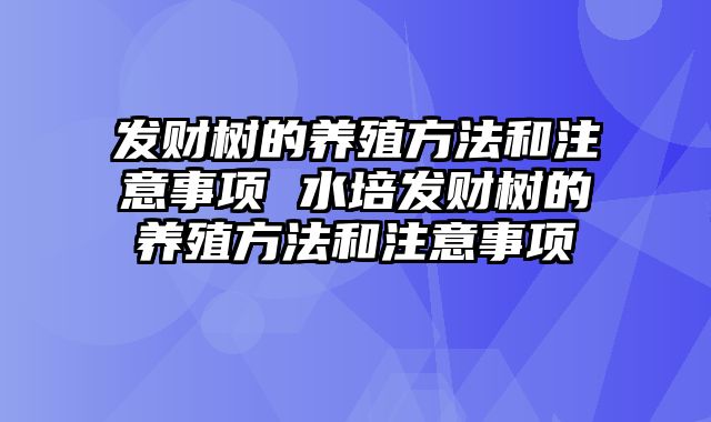 发财树的养殖方法和注意事项 水培发财树的养殖方法和注意事项