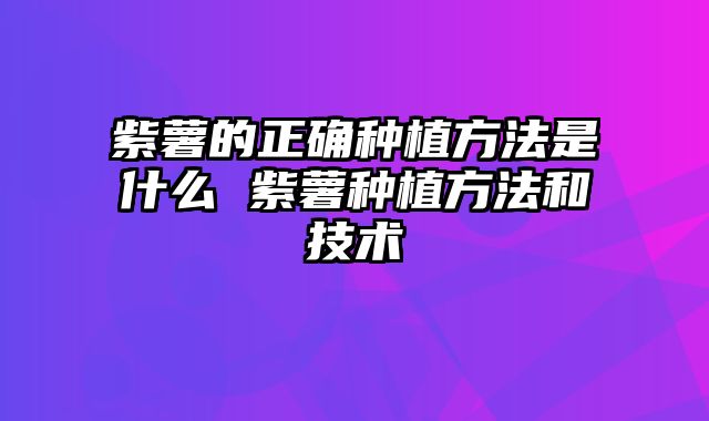 紫薯的正确种植方法是什么 紫薯种植方法和技术