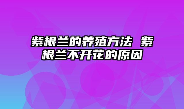 紫根兰的养殖方法 紫根兰不开花的原因