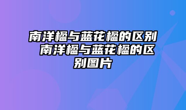 南洋楹与蓝花楹的区别 南洋楹与蓝花楹的区别图片