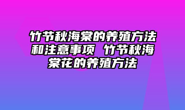 竹节秋海棠的养殖方法和注意事项 竹节秋海棠花的养殖方法