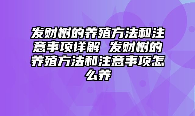 发财树的养殖方法和注意事项详解 发财树的养殖方法和注意事项怎么养