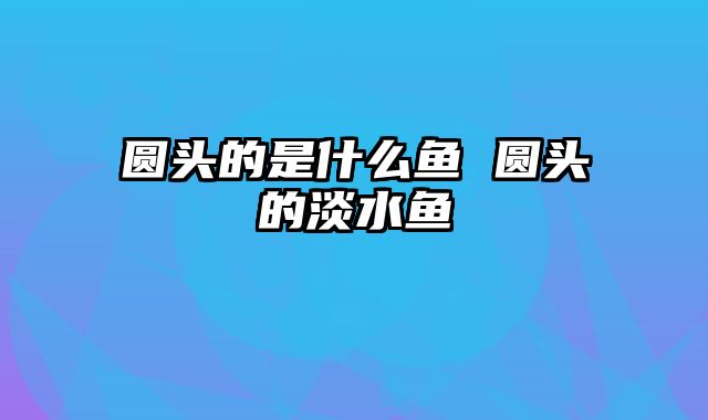 圆头的是什么鱼 圆头的淡水鱼