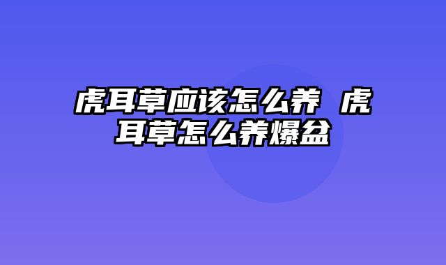 虎耳草应该怎么养 虎耳草怎么养爆盆