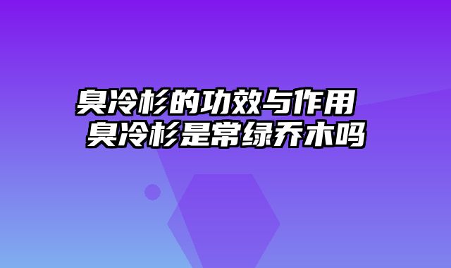 臭冷杉的功效与作用 臭冷杉是常绿乔木吗