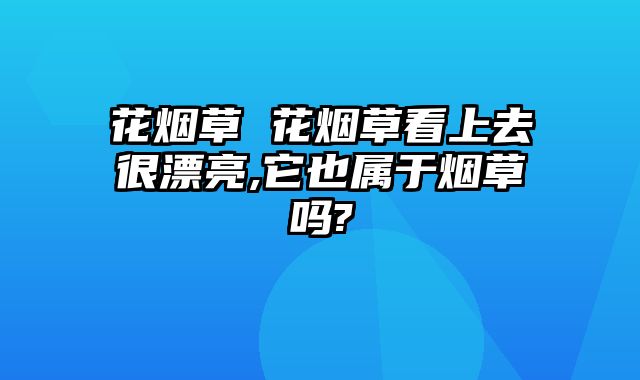 花烟草 花烟草看上去很漂亮,它也属于烟草吗?