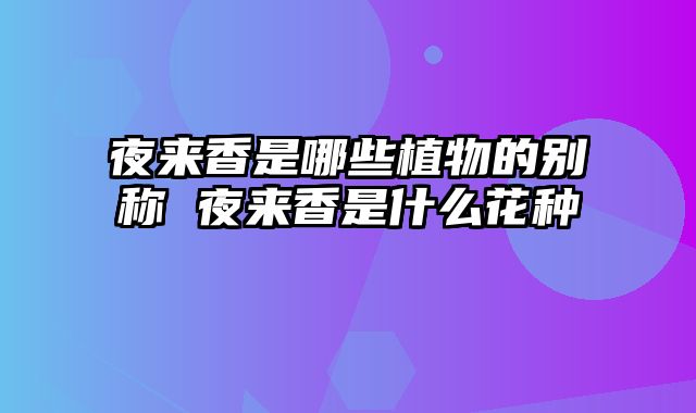 夜来香是哪些植物的别称 夜来香是什么花种