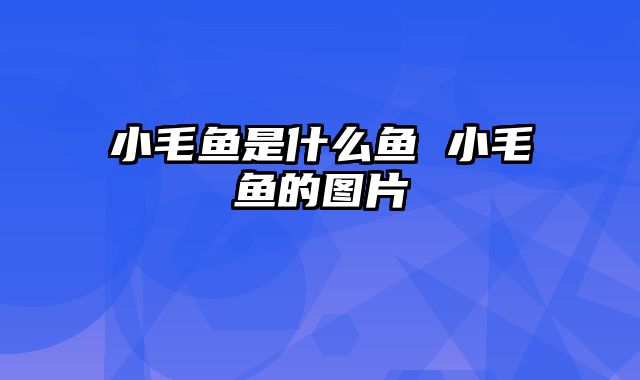 小毛鱼是什么鱼 小毛鱼的图片