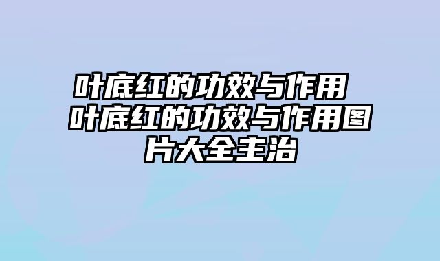 叶底红的功效与作用 叶底红的功效与作用图片大全主治